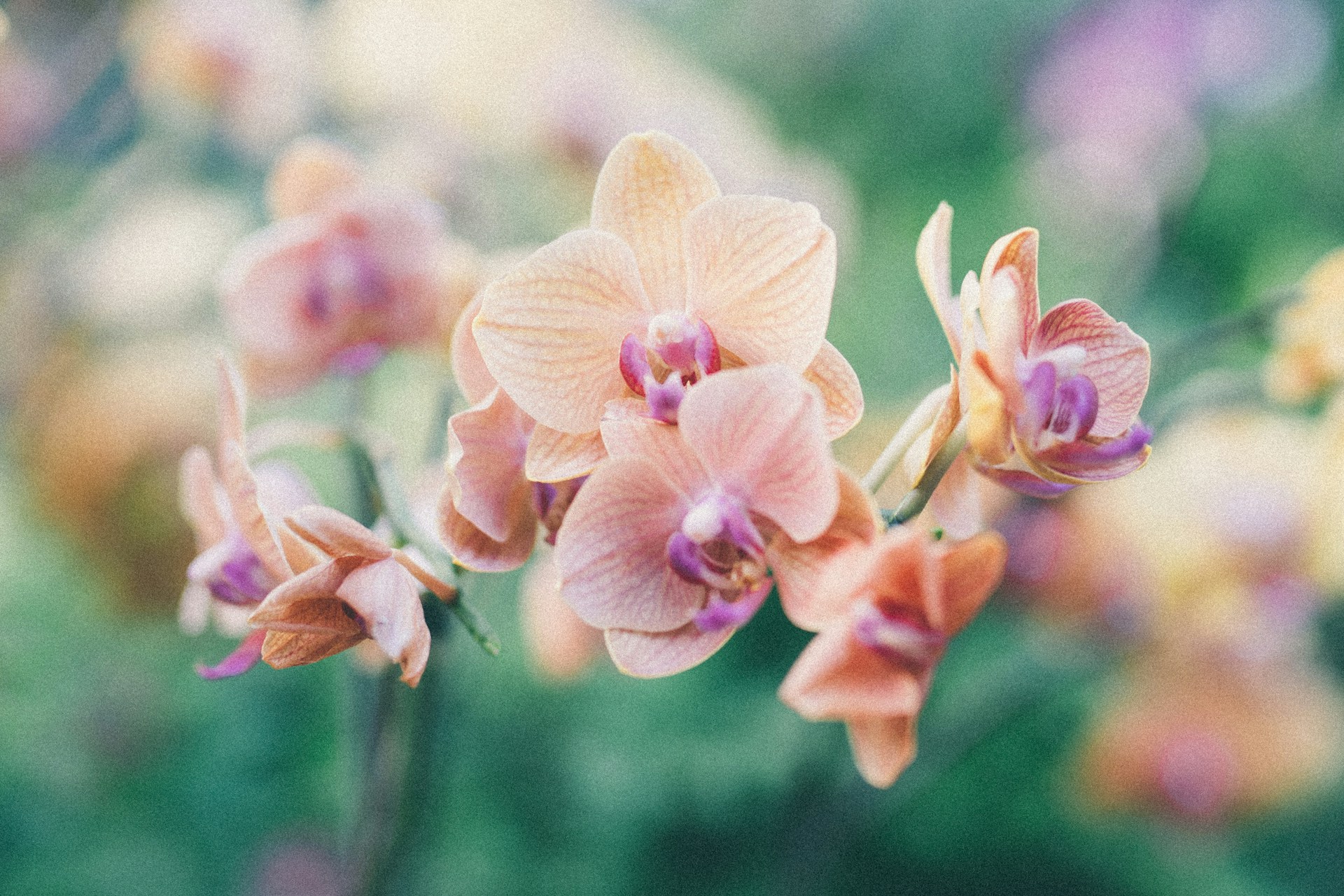 Enjoy the Asheville Orchid Festival