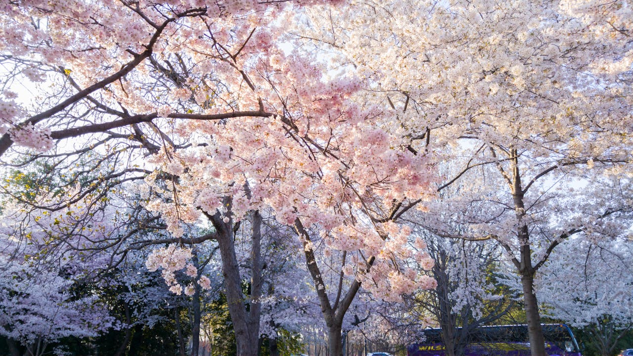 Enjoy cherry blossom trees in New York City