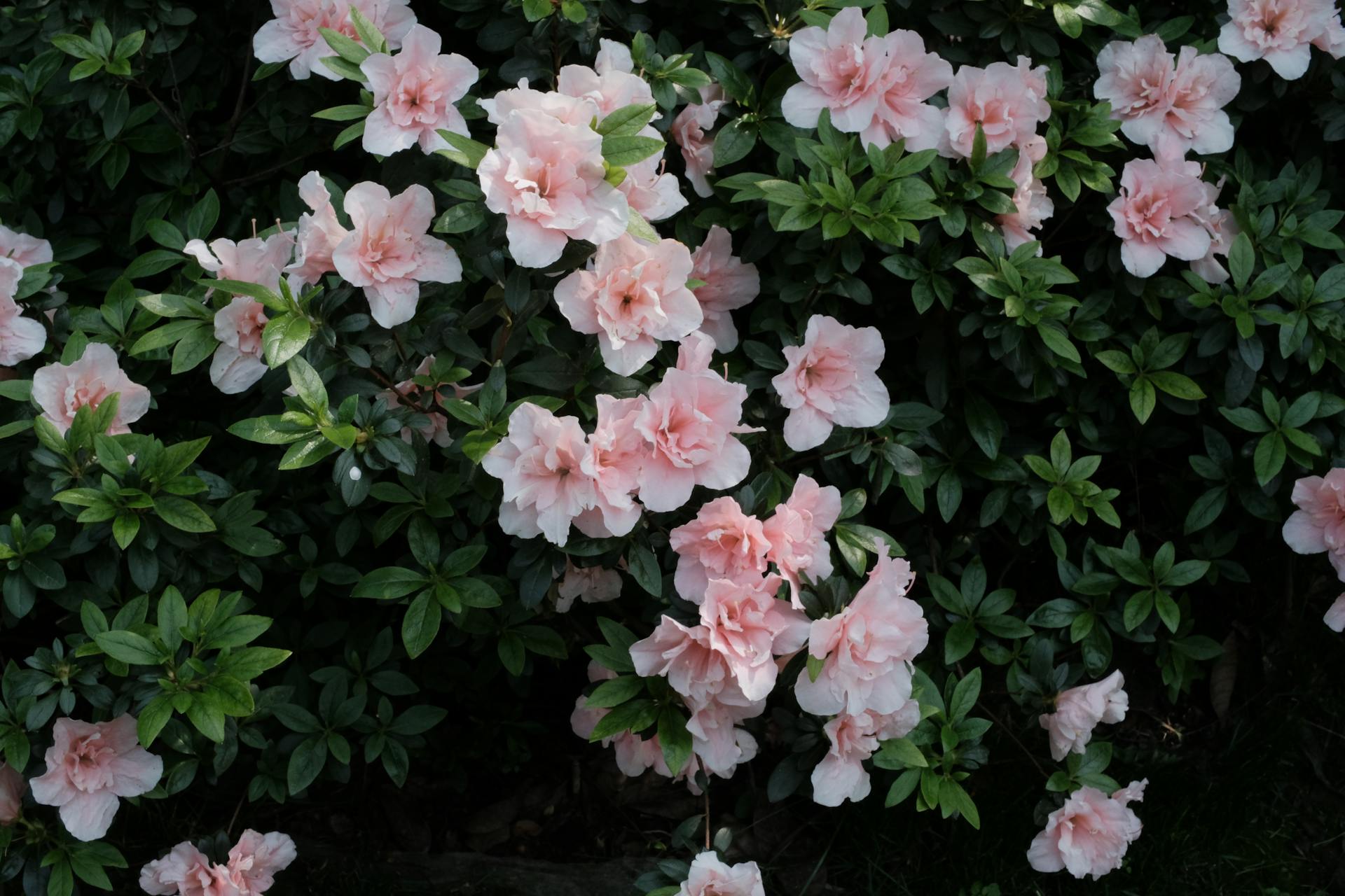 Check out Spring at Biltmore