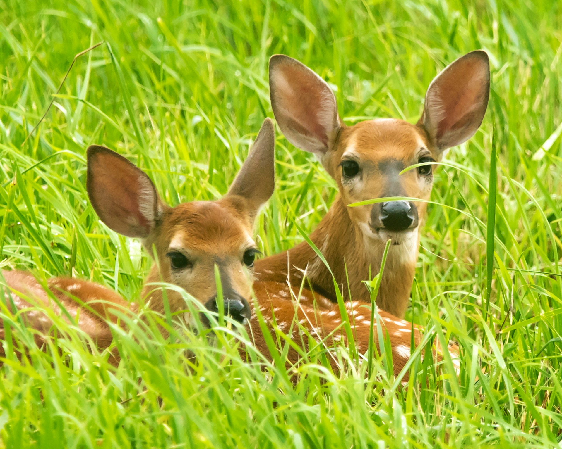 Stop by a deer farm in the Smoky Mountains