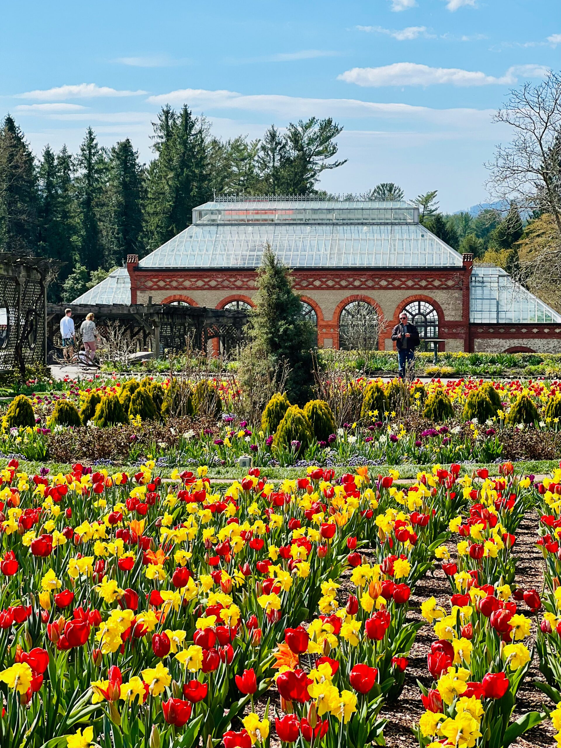 Biltmore Estate Gardens in Asheville NC with fully bloomed tulips