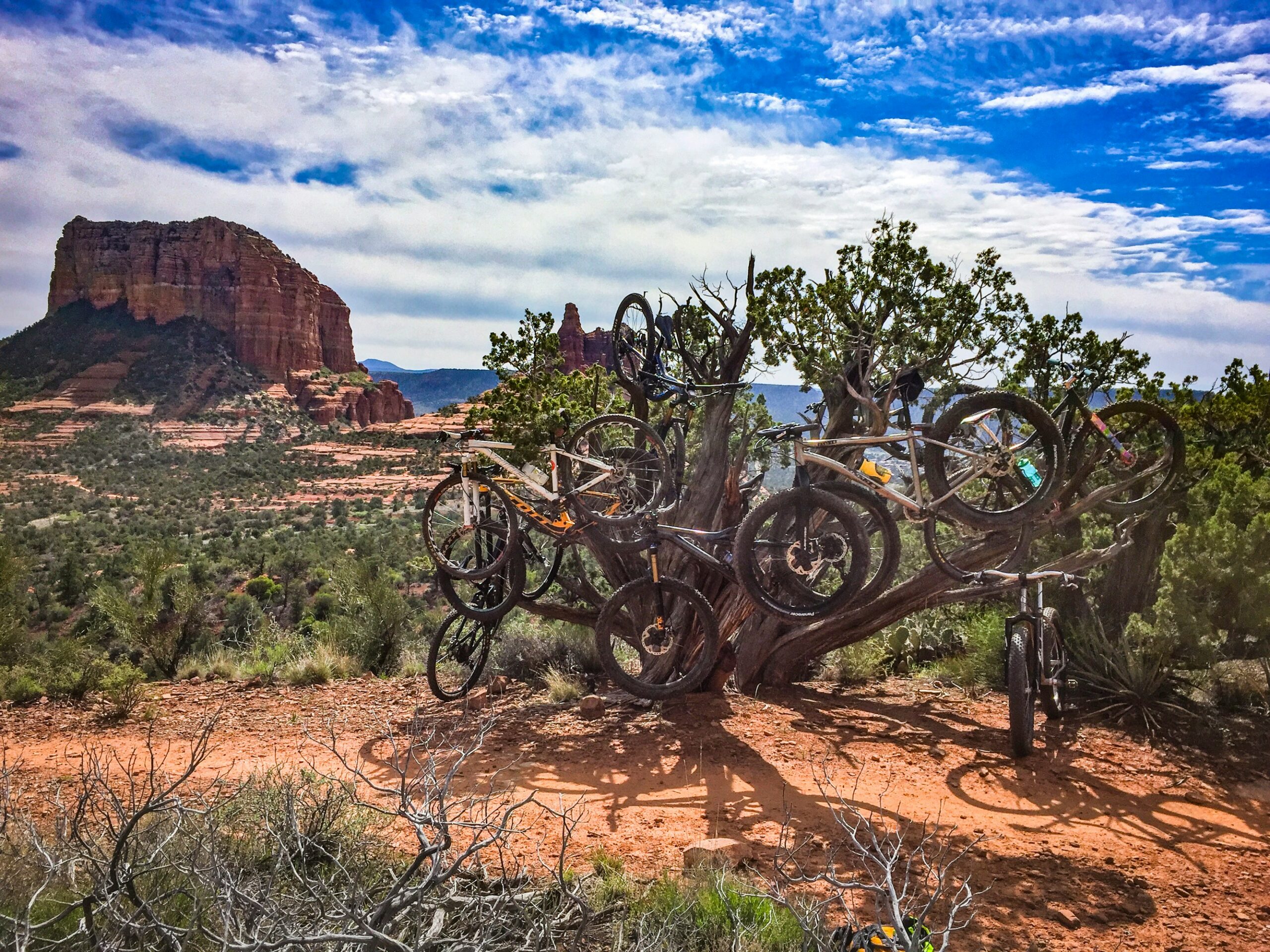 Multiple mountain bikes latched in a tree with a Sedona red rock backdrop.