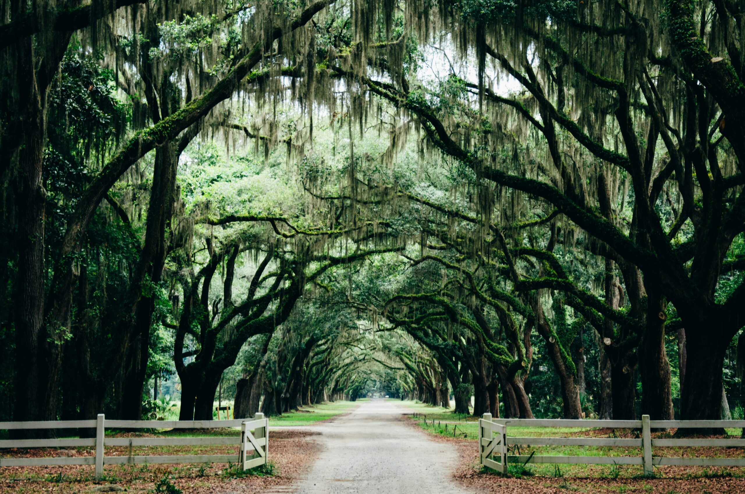 Historic oak tree archway draped in Spanish moss along a pathway in Savannah GA